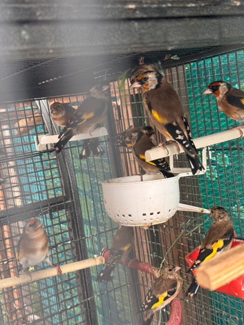 Goldfinch and mule for sale