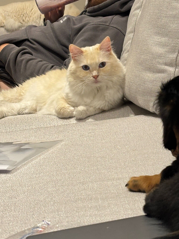 2 beautiful boys ragdolls