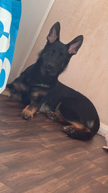 Selling this beautiful puppy 6 months old