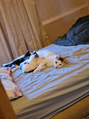 3 beautiful kittens for sale