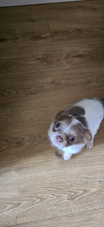 2 x ten week old male pups