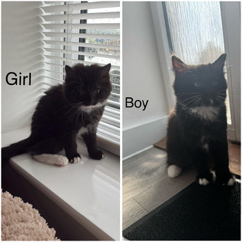 Siberian x Ragdoll