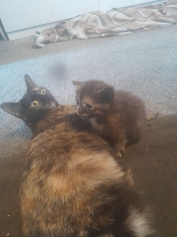 Beautiful Mixed litter for sale kittens