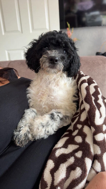 Female cockerpoo