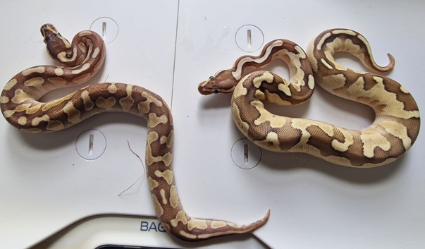 Royal pythons for sale