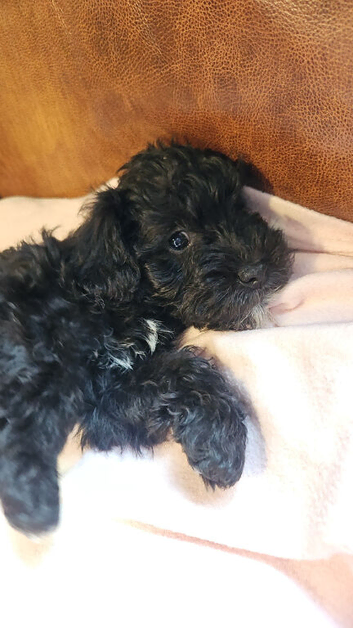 READY TO GO 1 WEE GIRL Schnoodle Puppies
