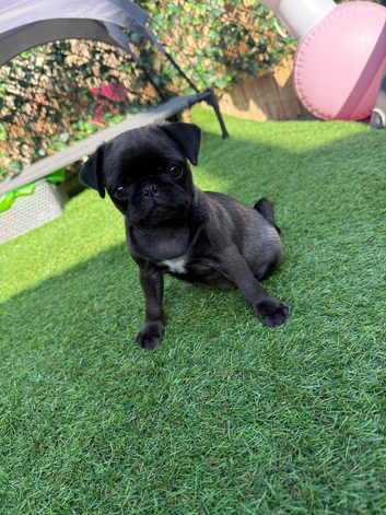 Pug