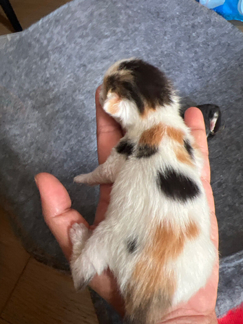 Beautiful kitten