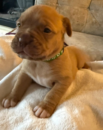 Dogue de Bordeaux