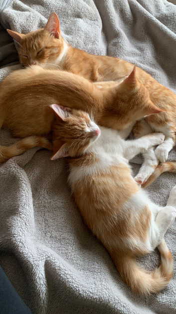 Kittens need forever homes