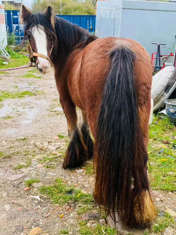 Lovely future kids pony