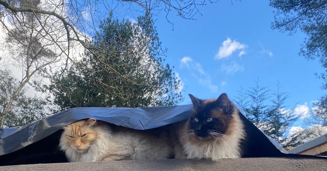 Bonded pair (brothers)