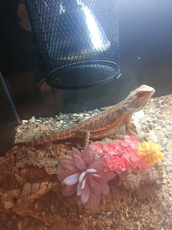 bearded dragon and tank