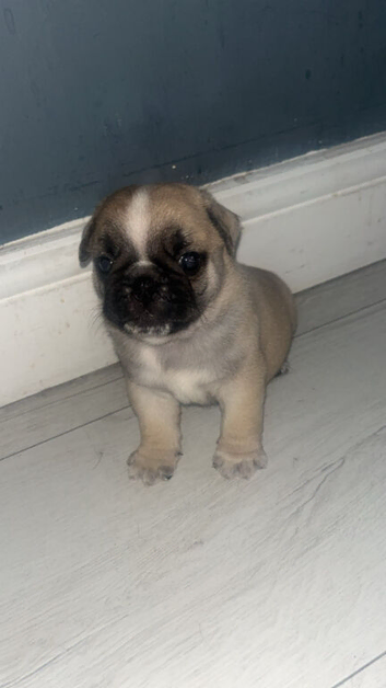 Pug puppies, only 2 boys left*ys left st