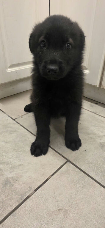 3 beautiful puppies looking for a loving home