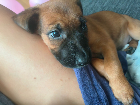 Beautiful puppies ready to leave now- cross of Ridgeback-border collie & Sharpei