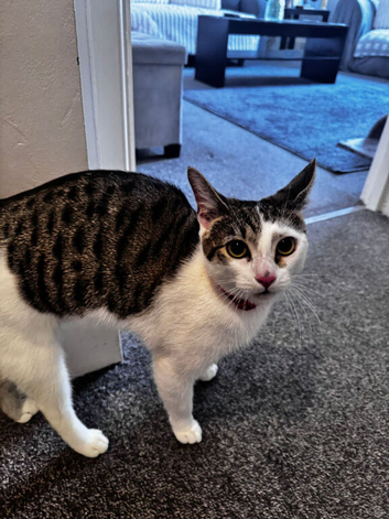 Rehome cat