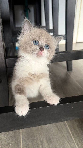 Ragdoll Cross
