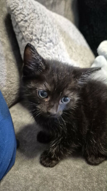 Beautiful black blue eyed kitten.