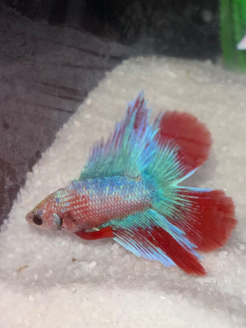 Betta fish for sale