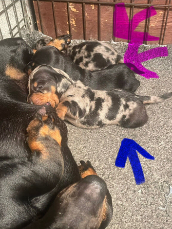 Miniature dachshund puppies