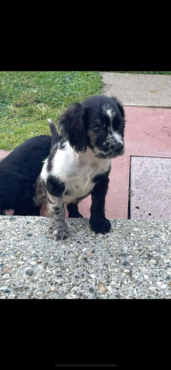 2 boy cocker spaniel pups
