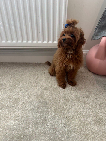 Asian maltipoo looking for ever home