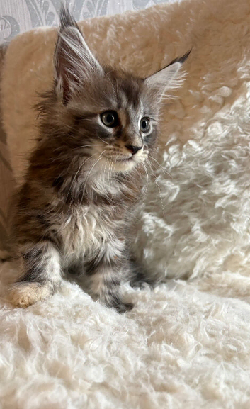 Lovely Maine coon kitten looking for their new homes
