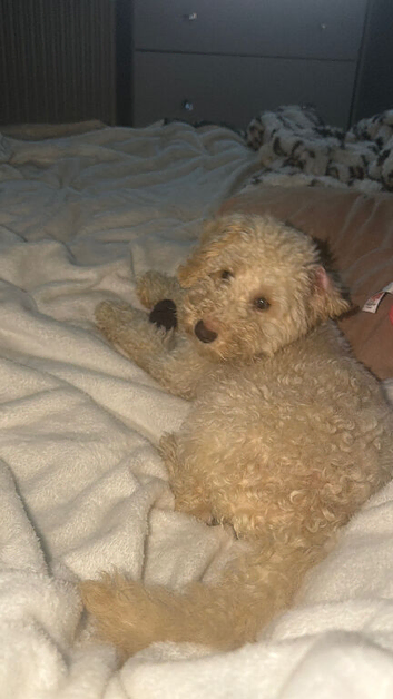 Miniature poodle