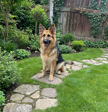 Beautiful German Shepherd Puppies