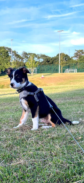 4 month old puppy for sale
