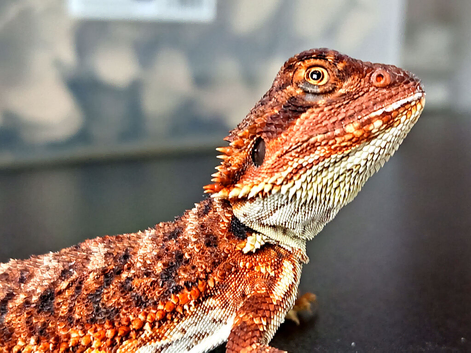 100% dark red monster baby