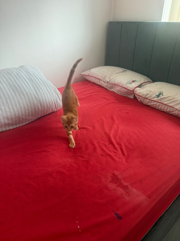 Rehome my kitten
