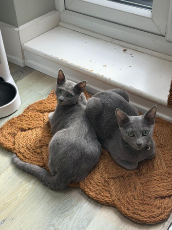 Pair of Beautiful Russian Blue Kittens, 5 months - &pound;875 each