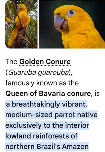 Four queen of bavaria golden conures