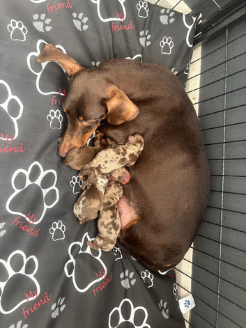 Beautiful tweener Dutchhound puppies