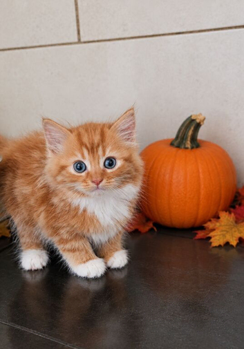 Kittens