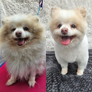 Barky Baths relaxed dog grooming & teeth cleaning services