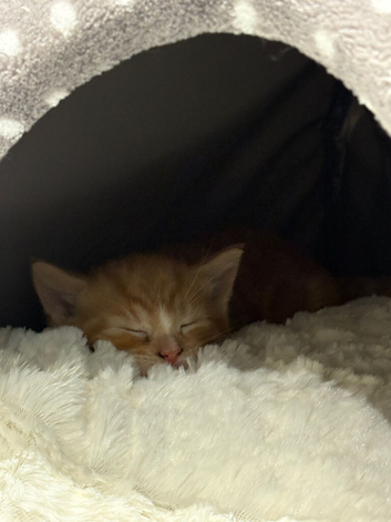 KIttens
