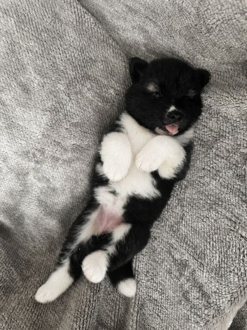 Beautiful Chunky American Akita Puppies