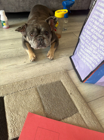 Frenchie