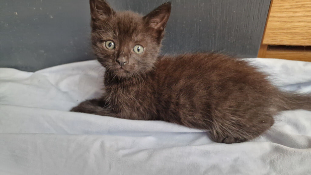 Last baby girl and boy kittens, ip3