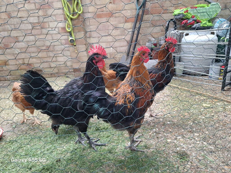 Three marans roosters 2 months old