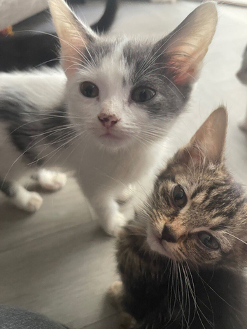 Beautiful kittens looking for their forever homes