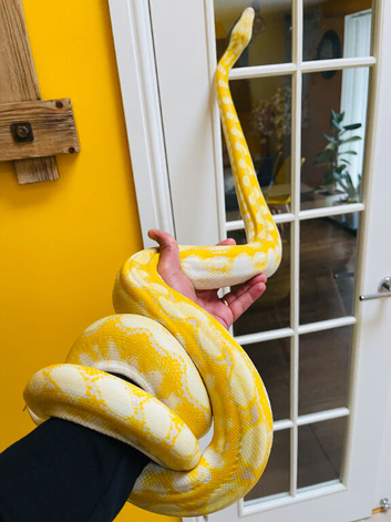 SD Reticulated Python