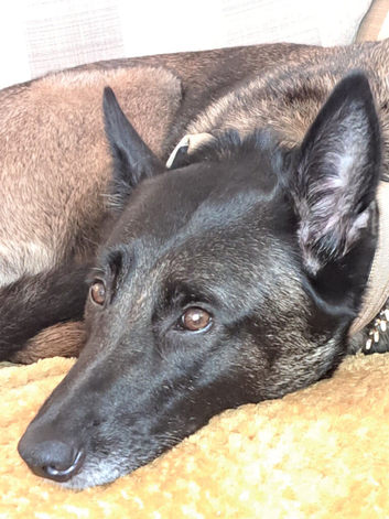 Belgian malinois x Dutch herder