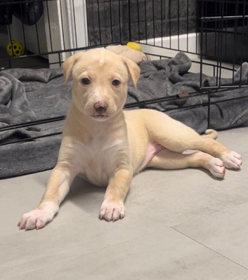 Lurcher Bitch Pup