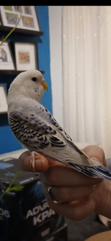 Hand tame budgie