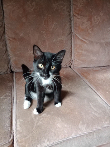 Female kittens