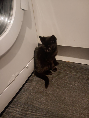 12 weeks old male kitten looking for his forever home